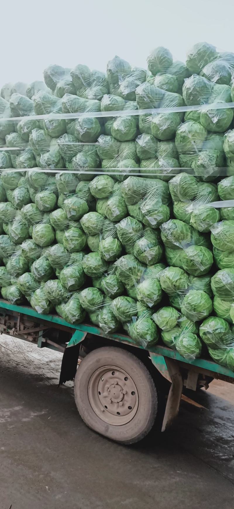 邯郸甘蓝，甘兰绿甘蓝！平台。市场。食堂大量供应。