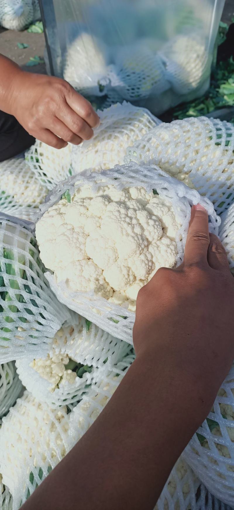 【实力推荐】有机花菜，青梗花菜，散花供应各大市场，