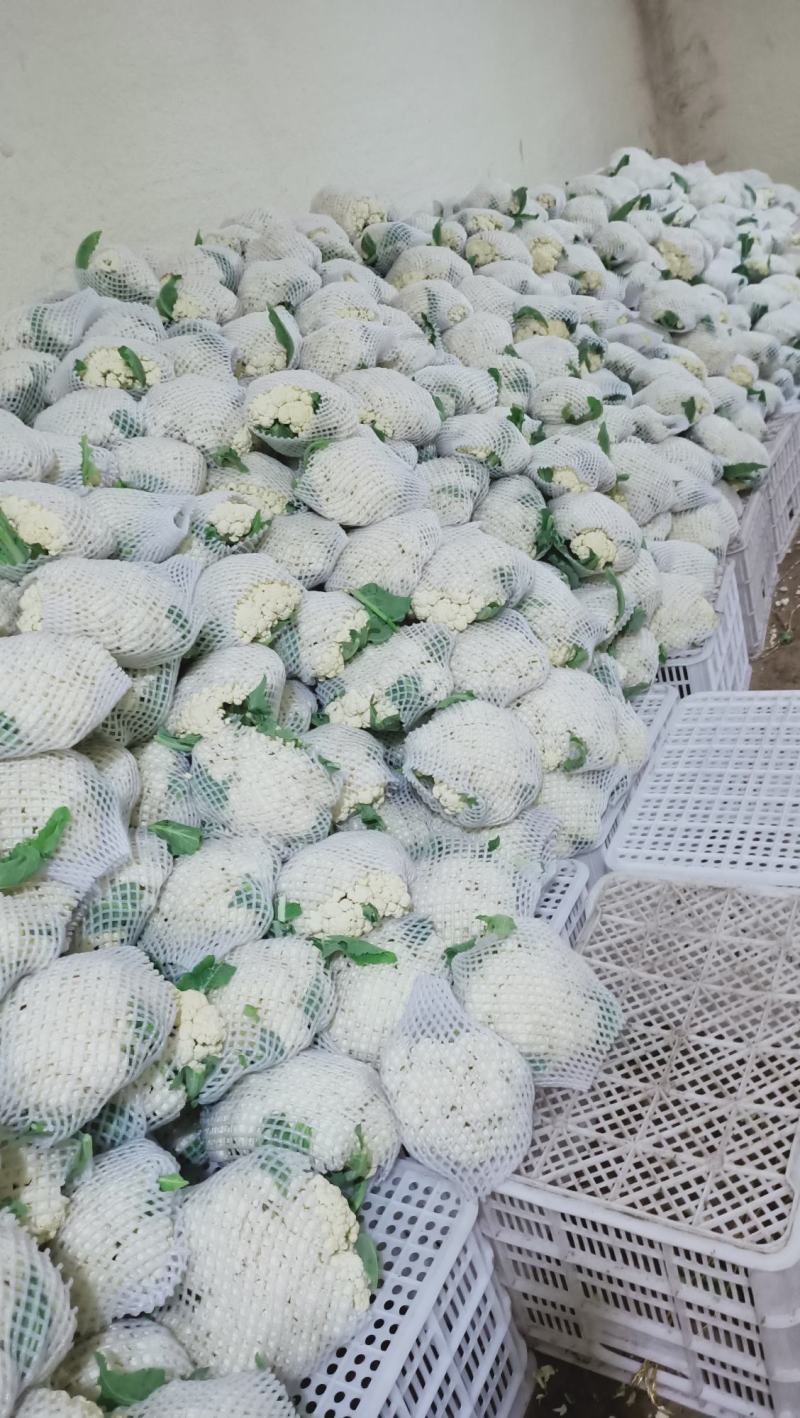 【实力推荐】有机花菜，青梗花菜，散花供应各大市场，
