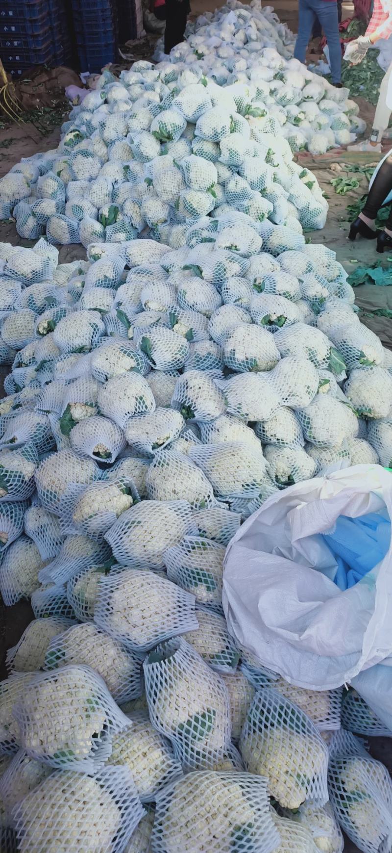 【实力推荐】有机花菜，青梗花菜，散花供应各大市场，