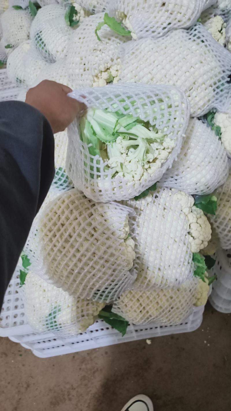 【实力推荐】有机花菜，青梗花菜，散花供应各大市场，