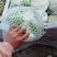 【实力推荐】有机花菜，青梗花菜，散花供应各大市场，