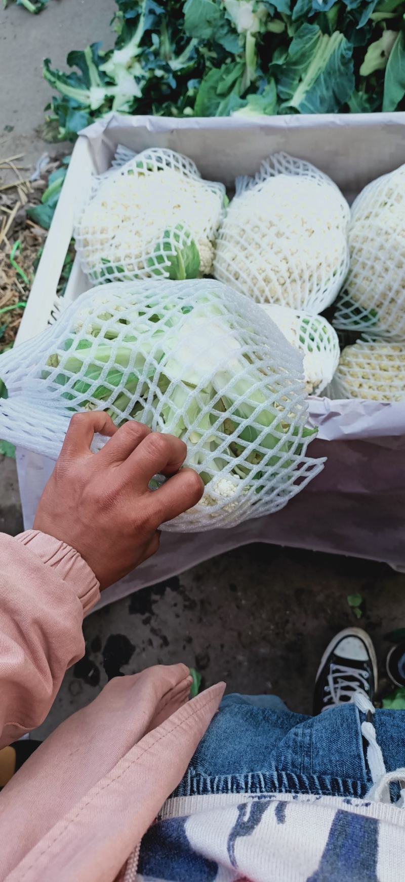 【实力推荐】有机花菜，青梗花菜，散花供应各大市场，