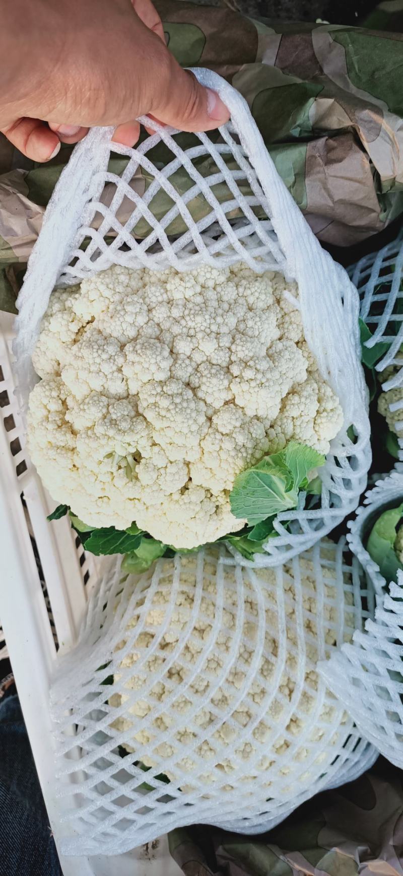 【实力推荐】有机花菜，青梗花菜，散花供应各大市场，