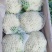 【实力推荐】有机花菜，青梗花菜，散花供应各大市场，