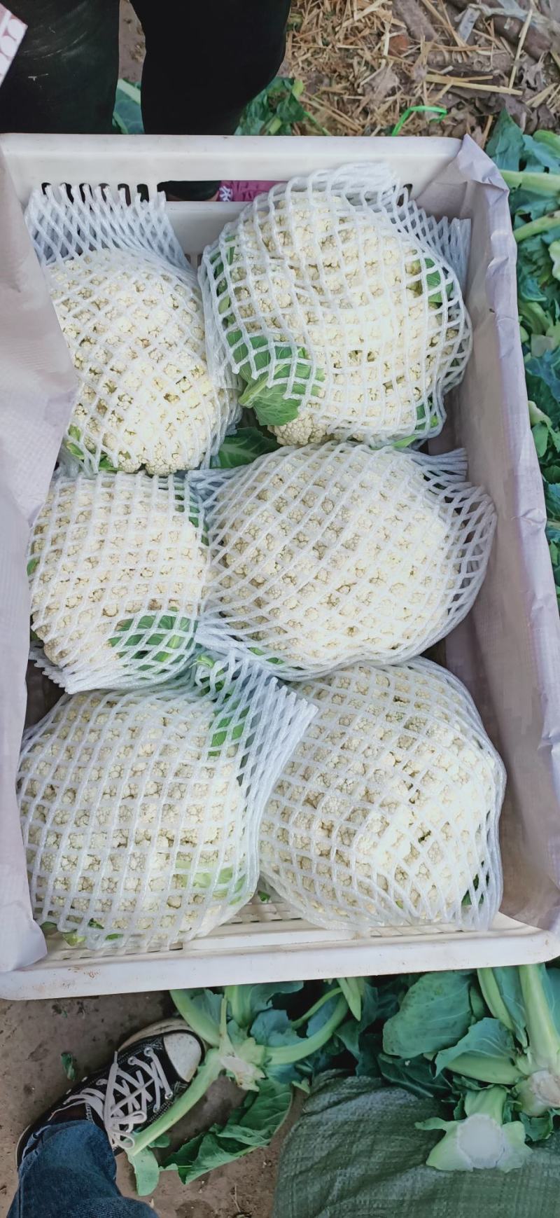 【实力推荐】有机花菜，青梗花菜，散花供应各大市场，