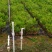 供应30cm-70cm马占相思袋苗
