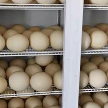 新鲜的鸵鸟蛋一枚三斤半高蛋白营养丰富