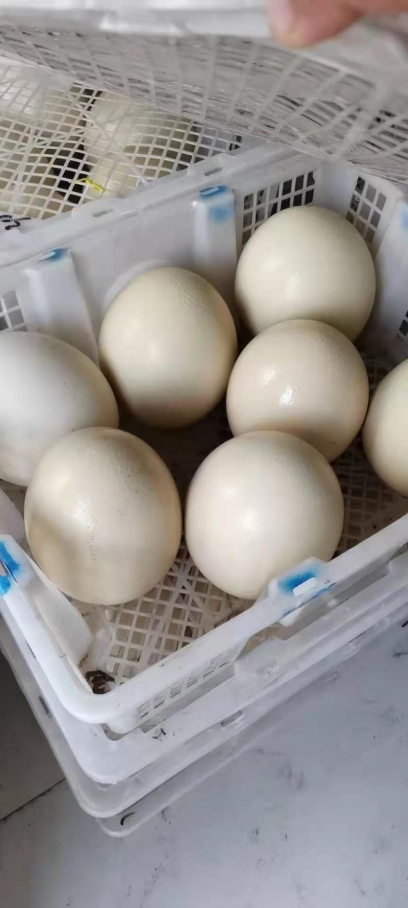 新鲜的鸵鸟蛋一枚三斤半高蛋白营养丰富