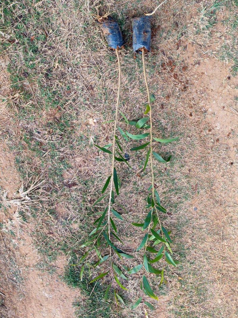 供应30cm-70cm台湾相思袋苗