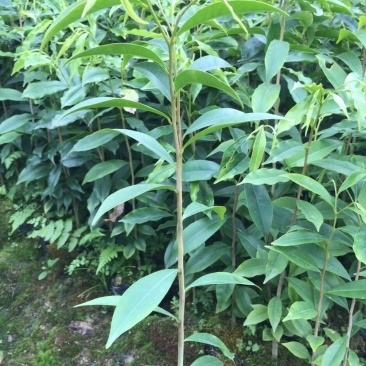 供应40cm-80cm沉香袋苗