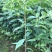 供应40cm-80cm沉香袋苗
