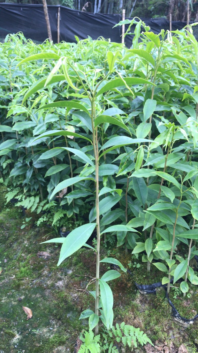 供应40cm-80cm沉香袋苗