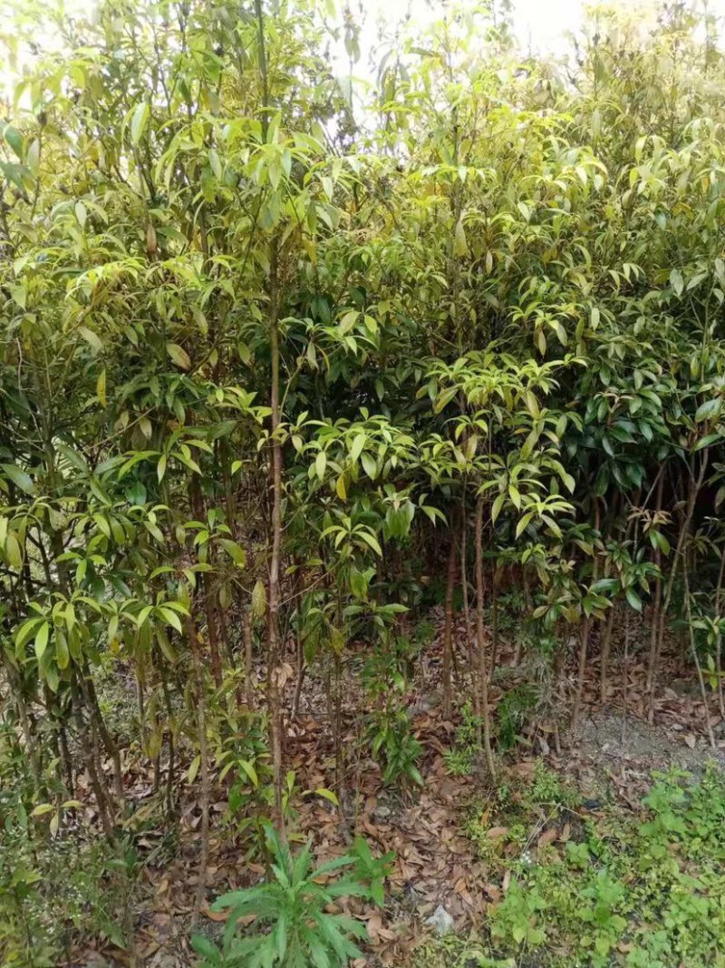 供应1.2m-2m金丝楠袋苗
