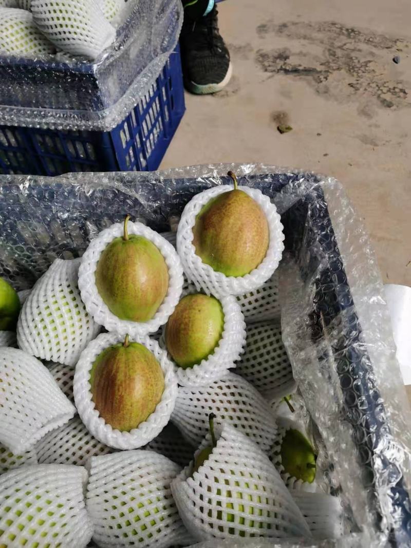 新梨七号《红香酥》电商团购精选商场批发礼盒包装