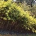 供应30cm-80cm红椎袋苗
