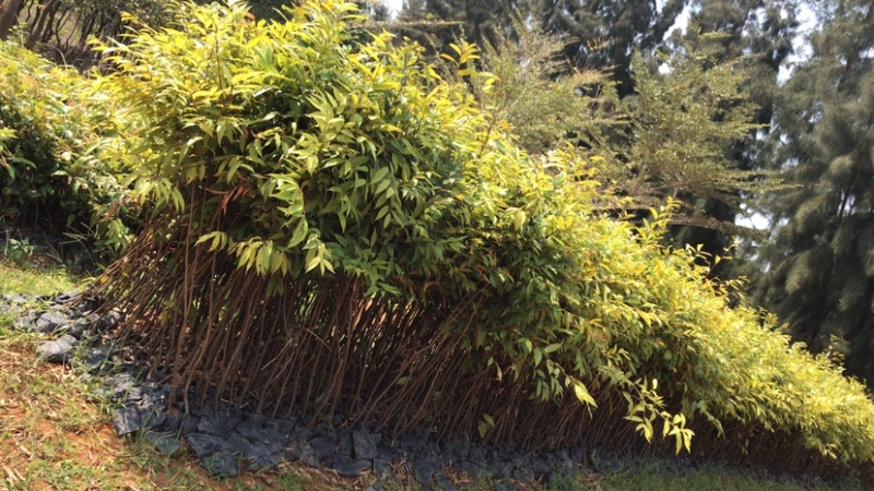 供应30cm-80cm红椎袋苗