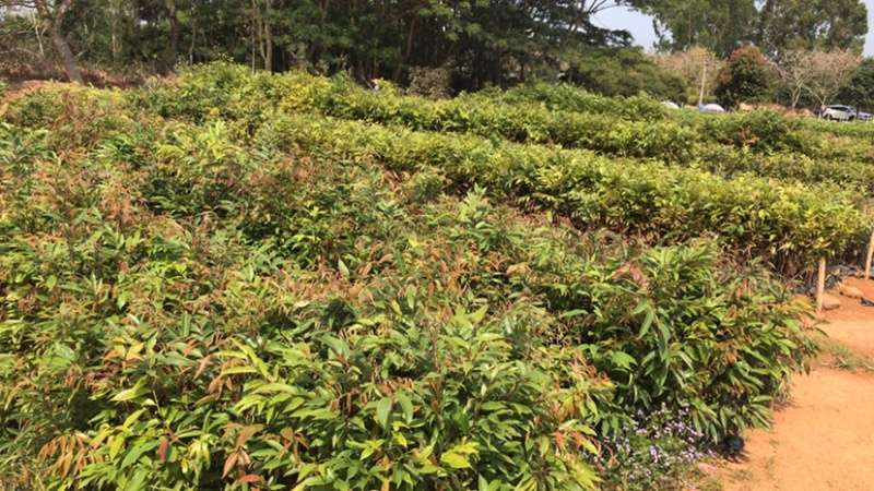 供应30cm-80cm红椎袋苗