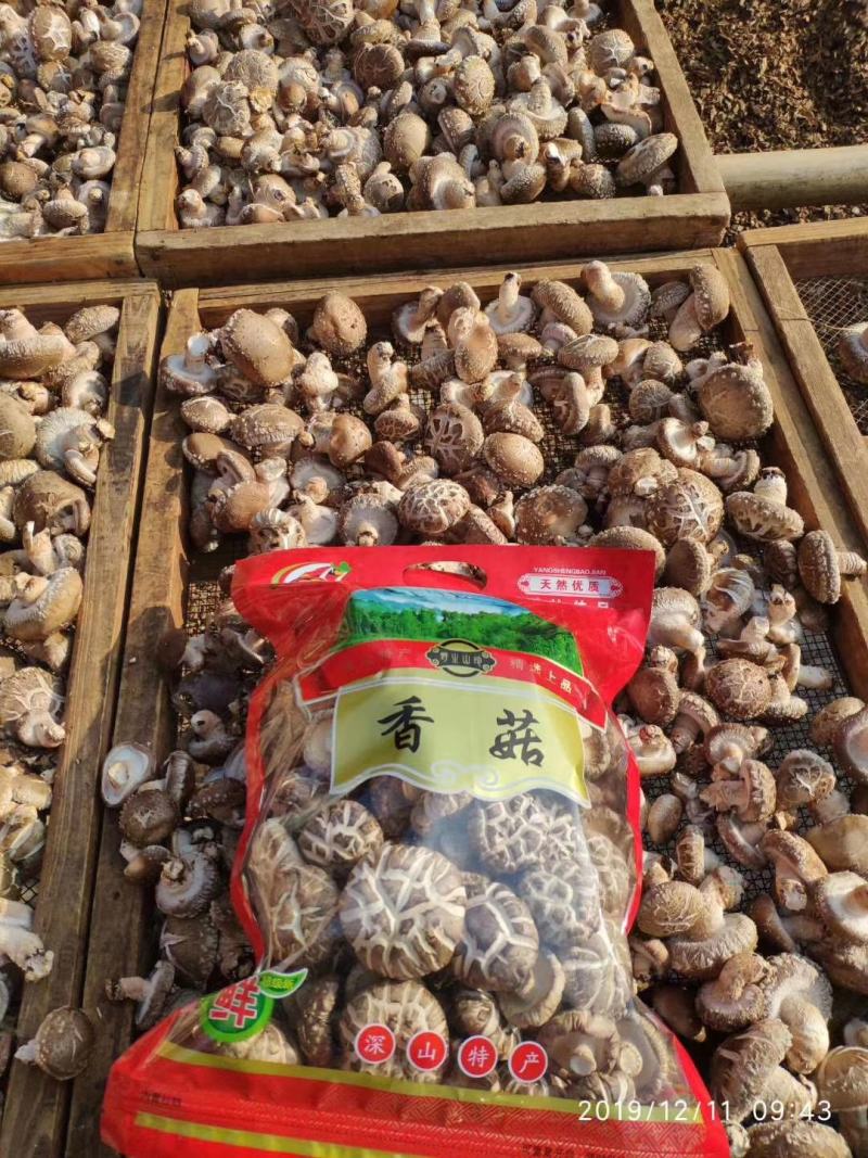 随州香菇之乡，春栽和秋栽