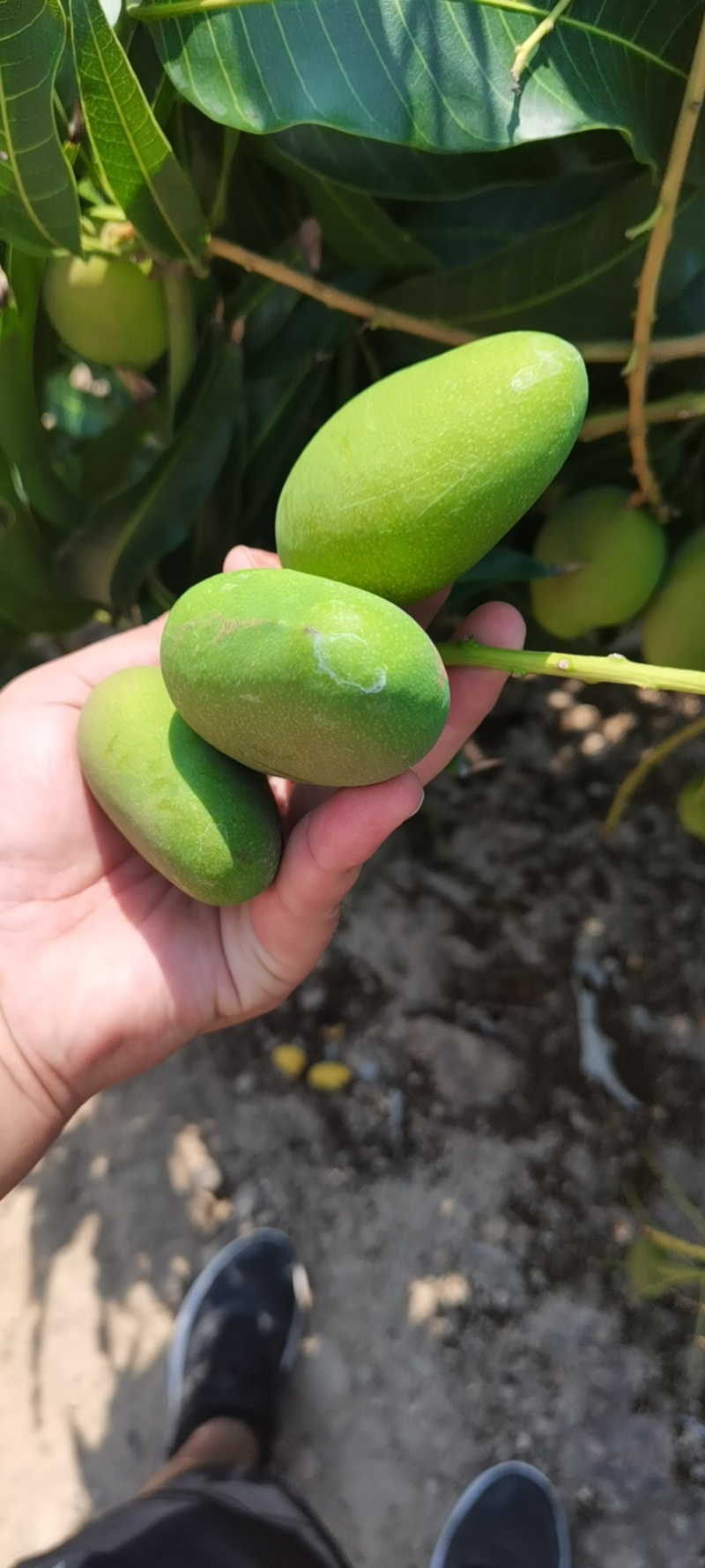 海南小台芒商超标准精品果海南直发到市场新鲜好货