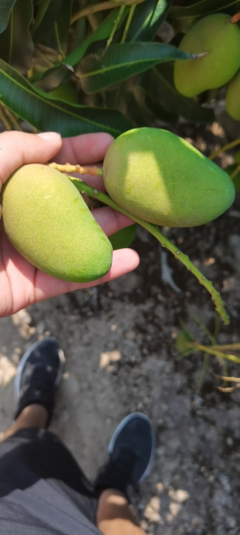 海南小台芒商超标准精品果海南直发到市场新鲜好货