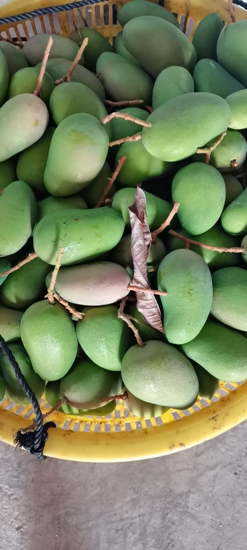 海南小台芒商超标准精品果海南直发到市场新鲜好货