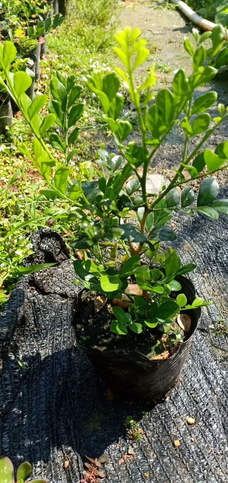 大量出售3斤袋，7斤袋九里香，货源充足，价格美丽