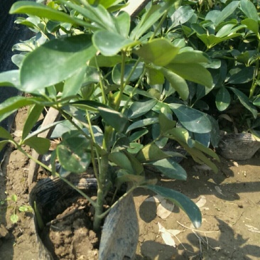 基地直供青叶鸭脚木花叶鸭脚木