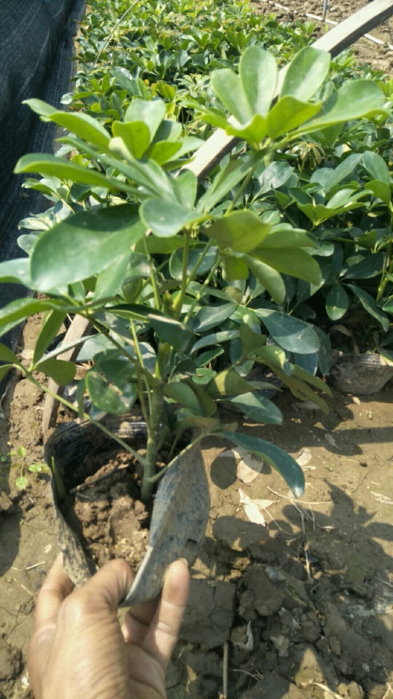 基地直供青叶鸭脚木花叶鸭脚木