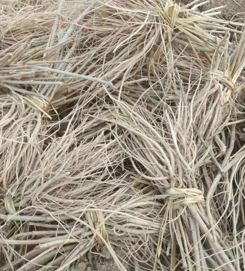 刺嫩芽苗（乌龙头刺老包）基地直发规格齐全欢迎咨询