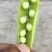 【推荐】豌豆荚青豌豆甜豌豆量大从优产地直销货源充足！