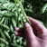 【推荐】豌豆荚青豌豆甜豌豆量大从优产地直销货源充足！