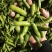 【推荐】豌豆荚青豌豆甜豌豆量大从优产地直销货源充足！