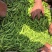 【推荐】豌豆荚青豌豆甜豌豆量大从优产地直销货源充足！