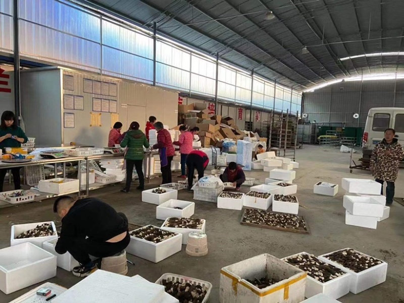 羊肚菌云南源头产地一手货源干货产地直发一件代发