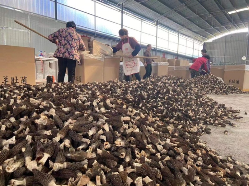 羊肚菌云南源头产地一手货源干货产地直发一件代发