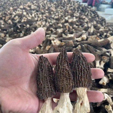 羊肚菌云南源头产地一手货源干货产地直发一件代发