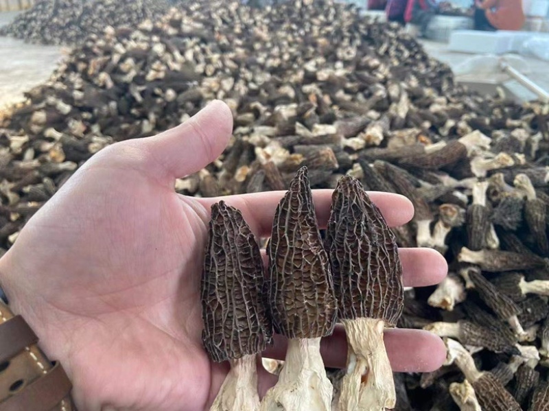 羊肚菌云南源头产地一手货源干货产地直发一件代发