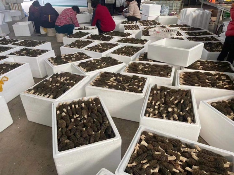 羊肚菌云南源头产地一手货源干货产地直发一件代发