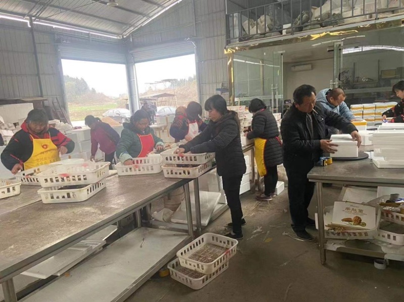 羊肚菌云南源头产地一手货源干货产地直发一件代发