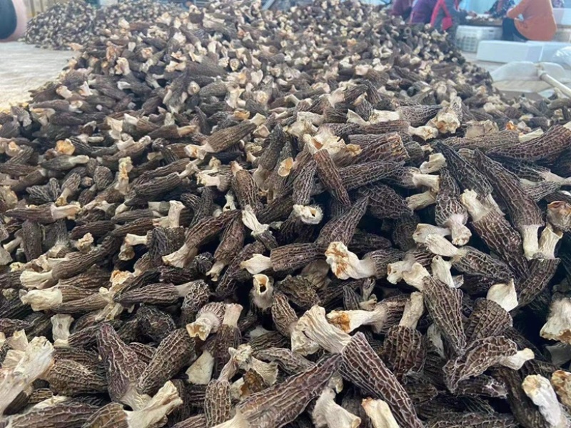 羊肚菌云南源头产地一手货源干货产地直发一件代发