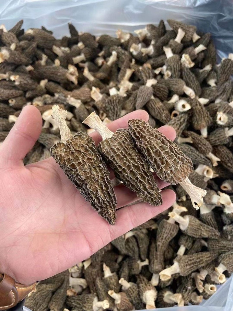 羊肚菌云南源头产地一手货源干货产地直发一件代发