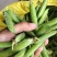 精品川货白豌豆老豌豆货源充足产地直销