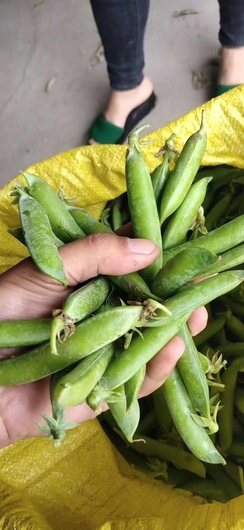 精品川货白豌豆老豌豆货源充足产地直销