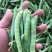 精品川货白豌豆老豌豆货源充足产地直销