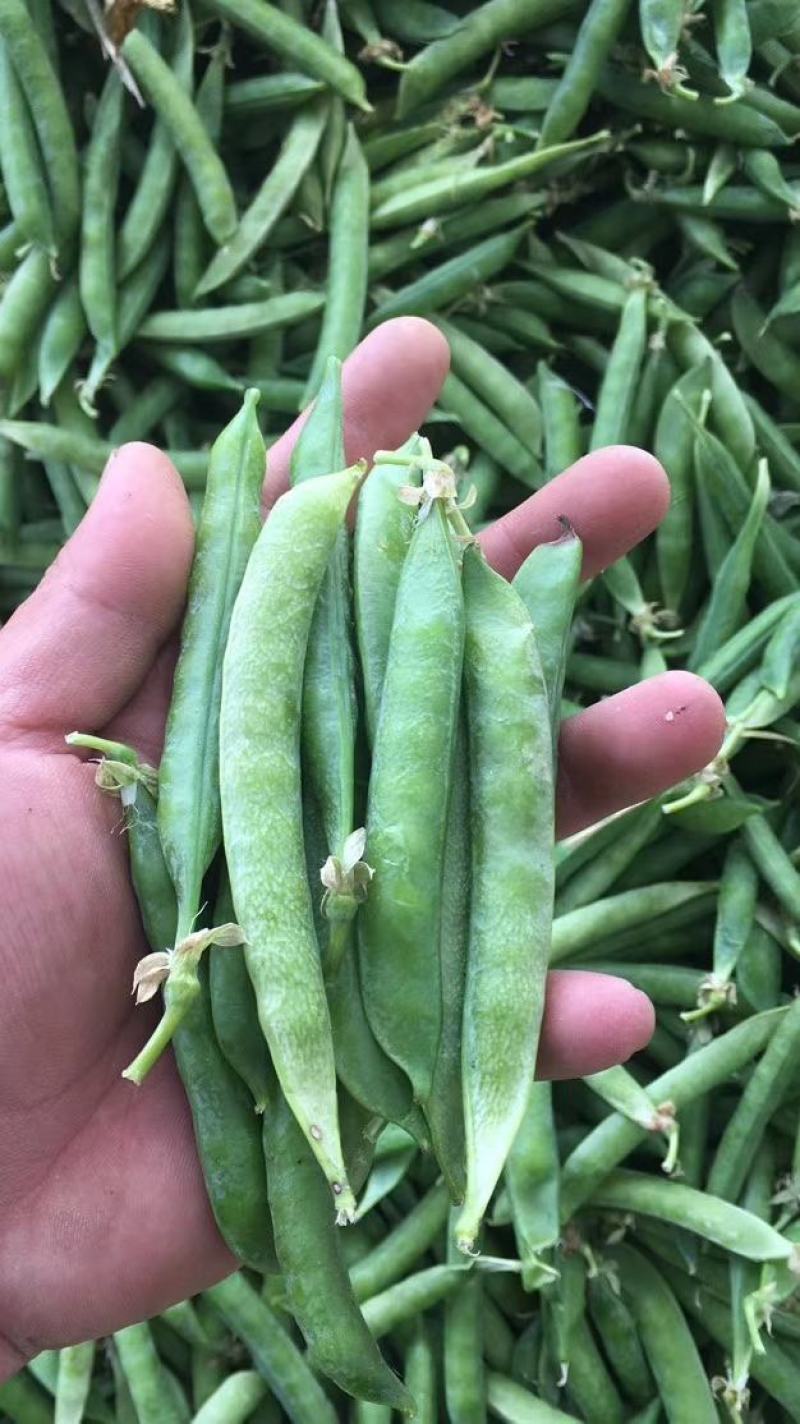 精品川货白豌豆老豌豆货源充足产地直销