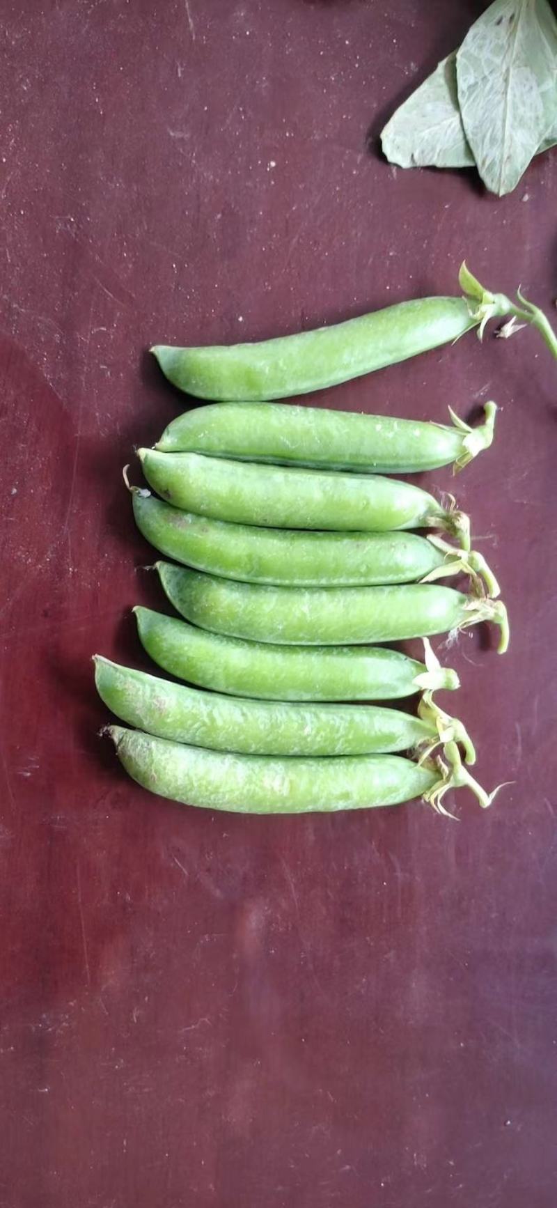 精品川货白豌豆老豌豆货源充足产地直销