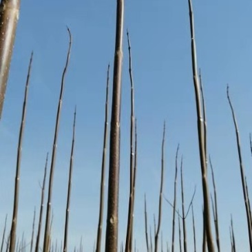 自家种植一级桐树苗需要联系