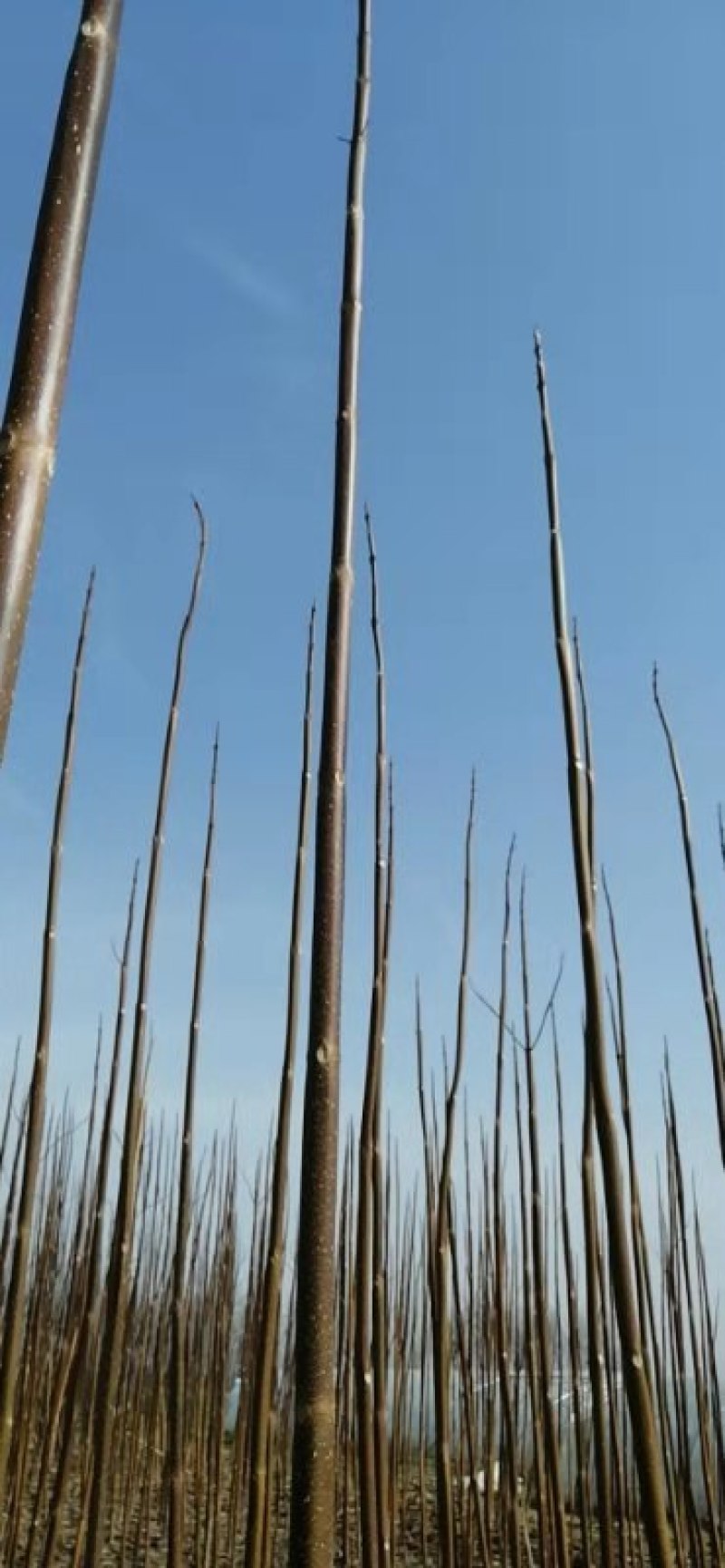自家种植一级桐树苗需要联系