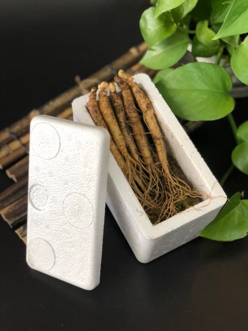 长白山新鲜人参，煲汤参，泡酒参，火锅参，酒瓶参，顺丰包邮